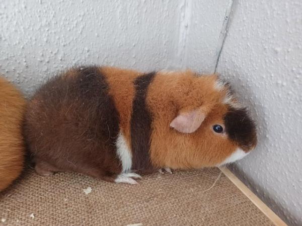 Image 4 of Baby guinea-pigs (Abyssinian and Teddy's)