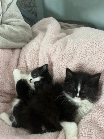 Image 6 of Kittens for Sale Ready Now