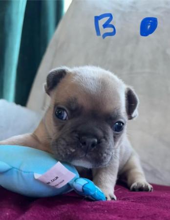 Image 8 of Ready to leave French bulldog puppies