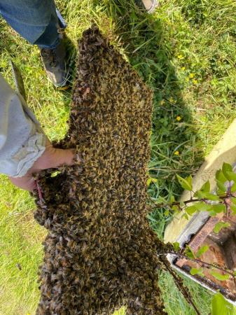 Image 4 of Honeybee on Langstroth for sale
