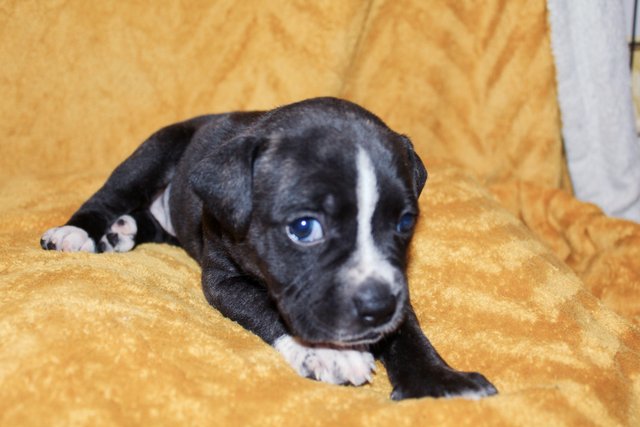 Image 4 of Ready now! blue/black + blue/fawn staffies