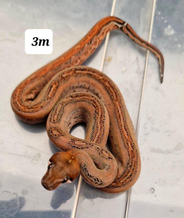 Preview of the first image of Mandarin belly leopard male boa constrictor 3m.
