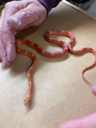 Image 4 of Low white hypo blood pied corn snake £150 Female