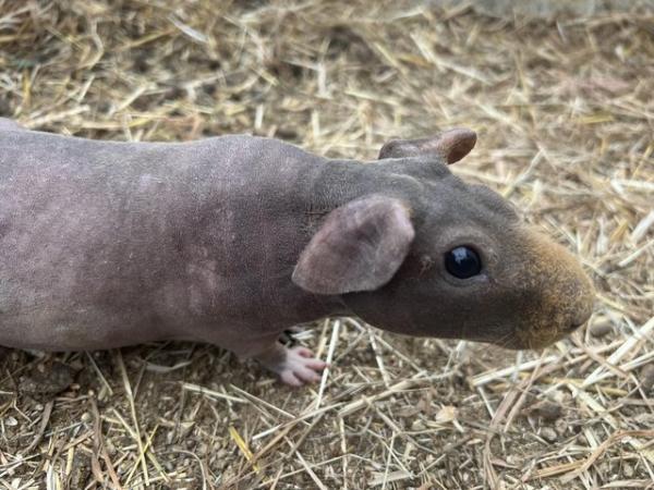 Image 3 of Friendly male adult skinny pig