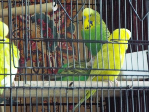 Image 3 of Four Budgies For Sale including Cage etc
