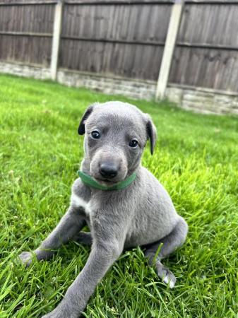 Image 6 of KC Registered blue whippet puppies