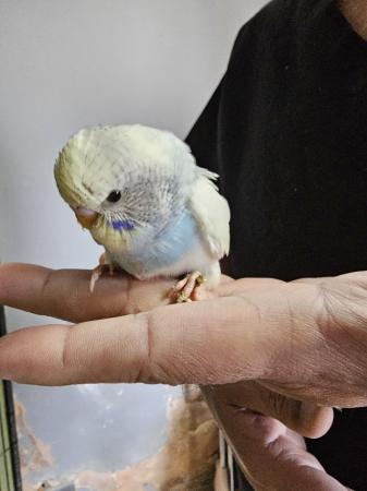 Image 8 of budgies for sale, breeding couples, babies