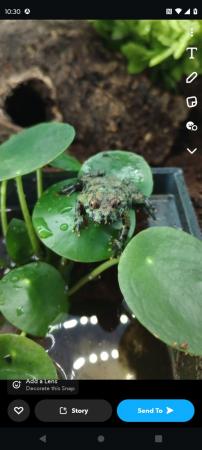 Image 3 of Yellow Bellied Toad for sale
