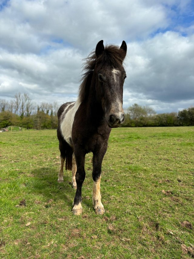 Preview of the first image of 2 year old coloured cob gelding.