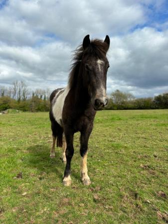 Image 1 of 2 year old coloured cob gelding