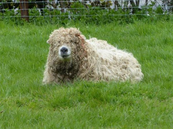 Image 1 of Pedigree Grey Faced Dartmoor Ram