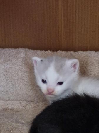 Image 3 of 2x 7 week old snow shoe x male kittens.