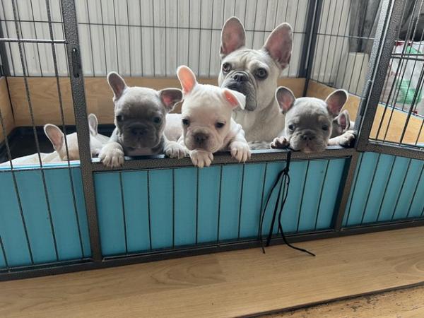 Image 5 of Gorgeous French bulldogs