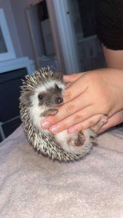 Image 1 of African Pygmy Hedgehog for sale with set up
