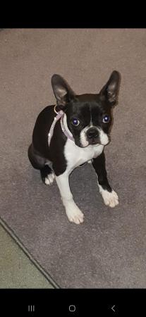 Image 4 of Boston Terrier female, 2.5 years old