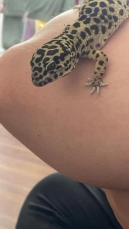 Image 3 of 3 year old Female Leopard Gecko