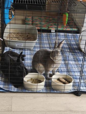 Image 2 of Beautiful Grey and Black rabbits