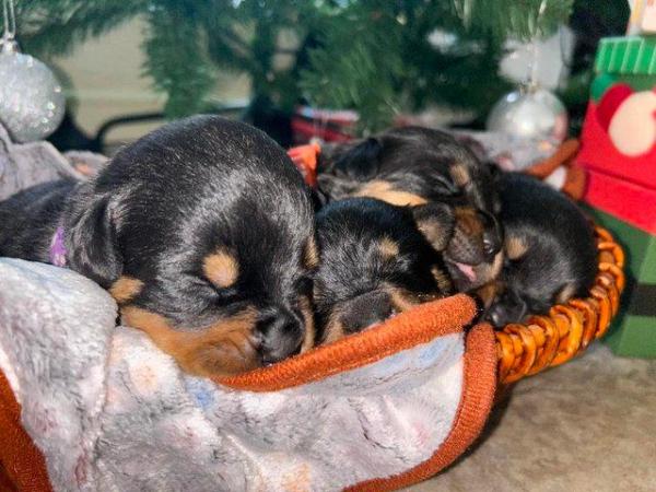 Image 8 of Rottweiler puppies home reared family pets