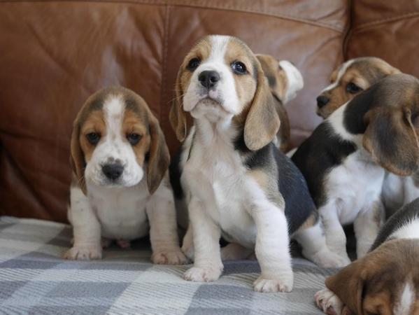 Image 7 of Beautiful Health Tested Beagle Puppies