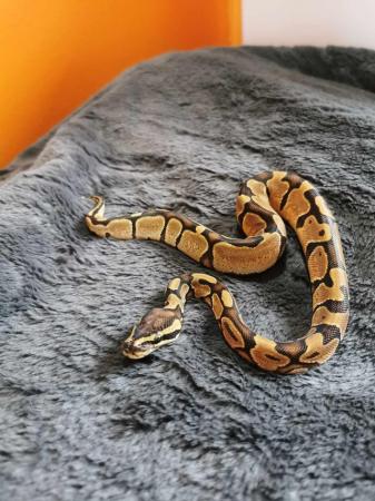 Image 2 of Hatchling royal/ball pythons