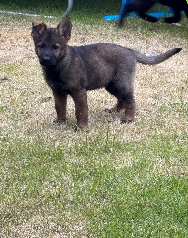 Preview of the first image of Excellent working line German shepherd puppies.