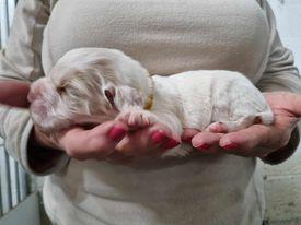 Image 3 of KC registered Cocker Spaniel pups for sale