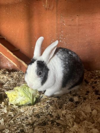 Image 5 of Male Rabbit looking for forever home