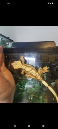 Image 2 of 2x crested gecko adults FREE