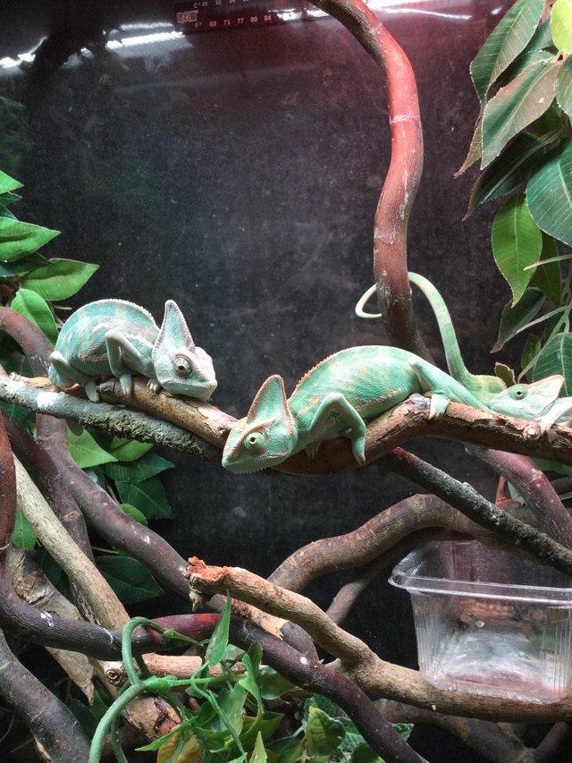 Preview of the first image of Yemen chameleon Females £75 Each or £140 For 2.