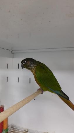 Image 3 of 2 Not Tame Green Cheek Conures