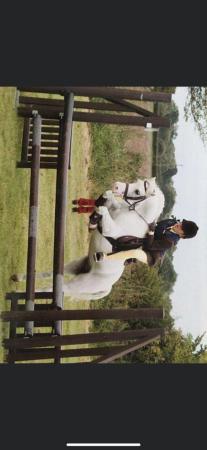 Image 3 of 11.2hh Schoolmaster pony for loan