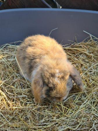 Image 20 of Adorable Dwarf Lop baby Rabbits.