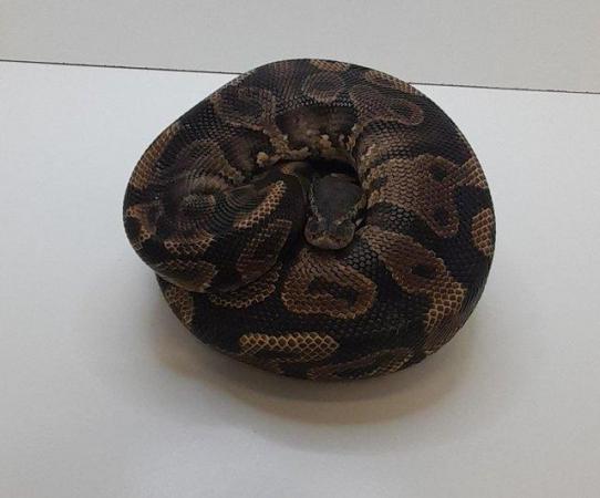 Image 3 of 1.30Kg weight Male Yellow Belly Pos Het Ringer Ball Python
