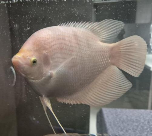 Image 1 of Cichlids for sale, closing down tank