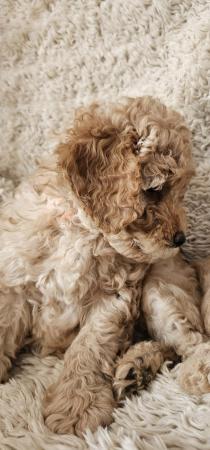 Image 5 of 1 x Miniature F3B Labradoodle Puppy Left
