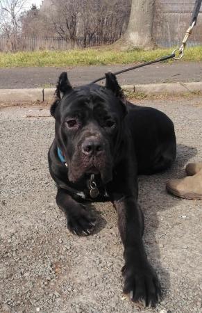 Image 9 of Stunning Cane Corso Puppies for sale