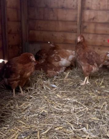 Image 2 of Young Chickens, born 1 Feb 2024