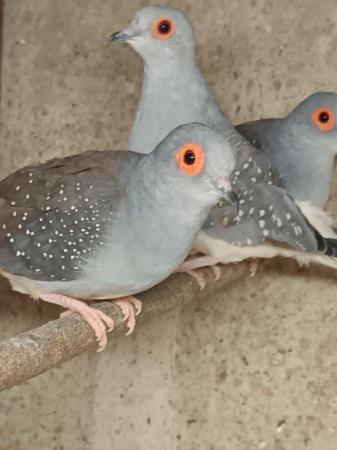 Image 5 of Diamond Doves male and female £15 each or £25 a pair