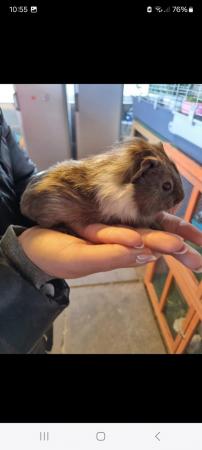 Image 2 of Baby guinea pigs for sale