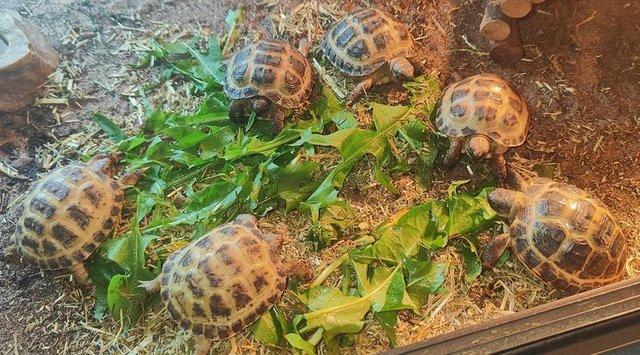Image 3 of Horsfield Tortoises For Sale Cb22