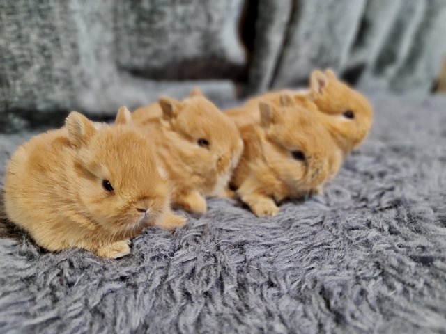 Preview of the first image of Netherland Dwarf Bunnies for Sale!.