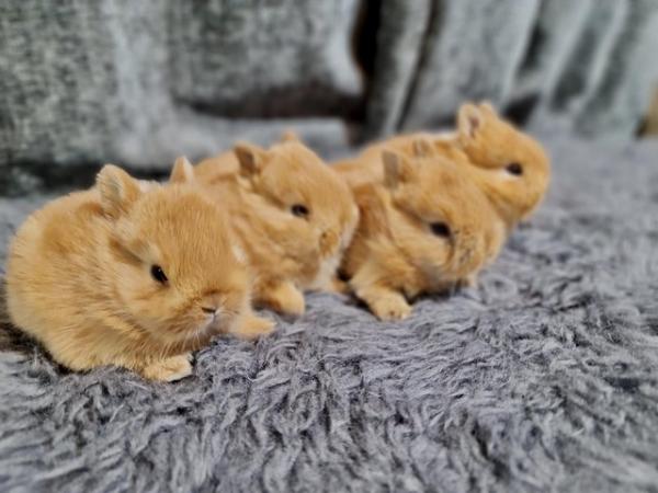 Image 1 of Netherland Dwarf Bunnies for Sale.