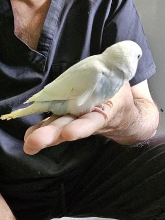 Image 34 of budgies for sale, breeding couples, babies