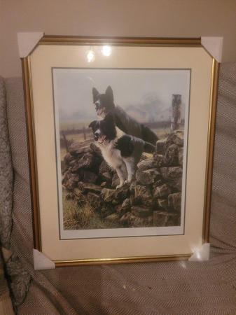 Image 5 of 11 Steven Townsend Limited Edition Prints - Border Collies