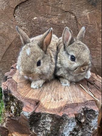 Image 8 of Lovely litter of Netherland dwarf baby rabbits.