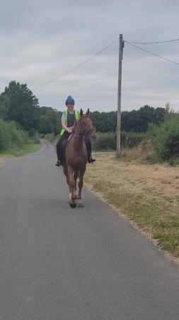 Image 1 of Jack a 8yr old Approx 18hh TB Gelding