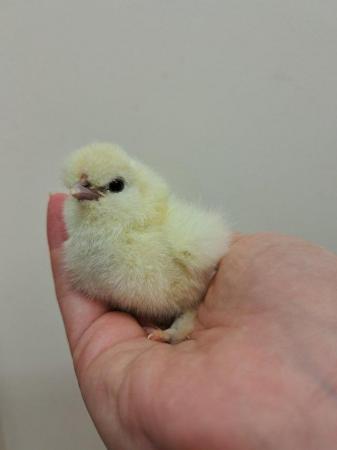 Image 6 of Silkie Hatching Eggs Available For Collection or Post