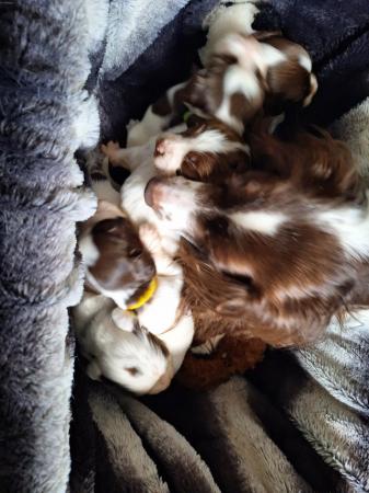 Image 21 of Champion line beautiful springer spaniels puppies