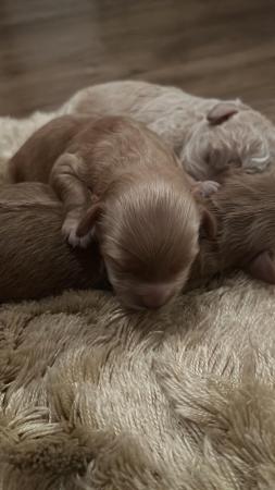 Image 1 of Beautiful Poochon puppies!