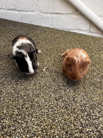 Image 5 of PAIR MALE GUINEA PIG BABIES